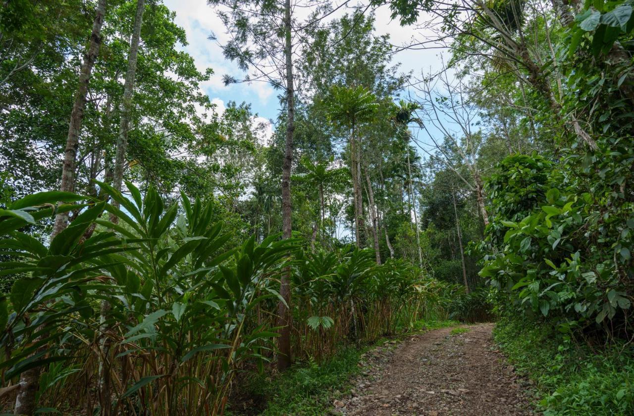 Mystic Trees, Kumily Appartement Thekkady Buitenkant foto