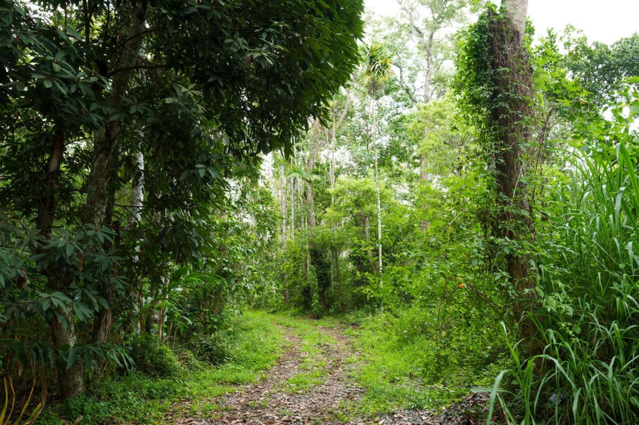 Mystic Trees, Kumily Appartement Thekkady Buitenkant foto